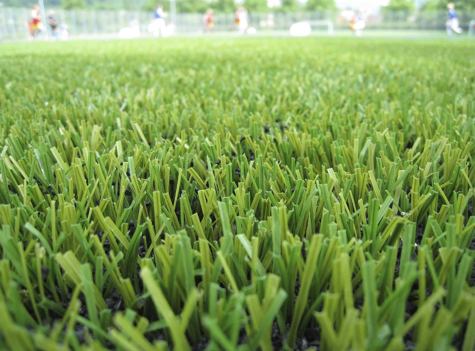 An upclose image of turf