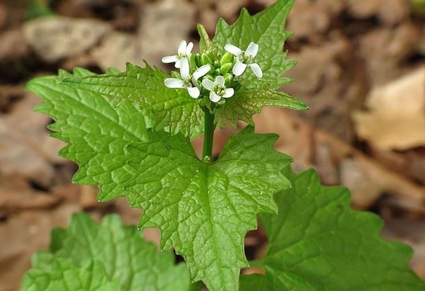 Garlic Mustard