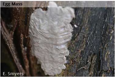 SLF Egg Mass Sept - May