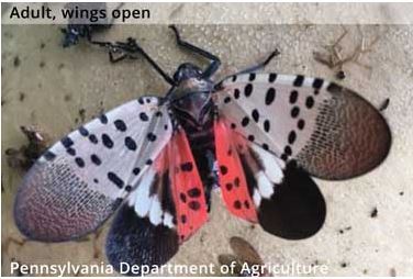 SLF Adult Wings Open July - Nov