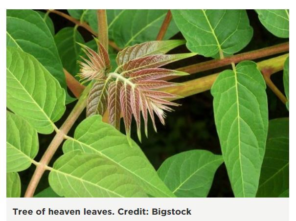 tree of heaven bigstock