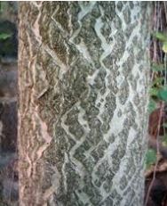 Tree of Heaven Bark 1