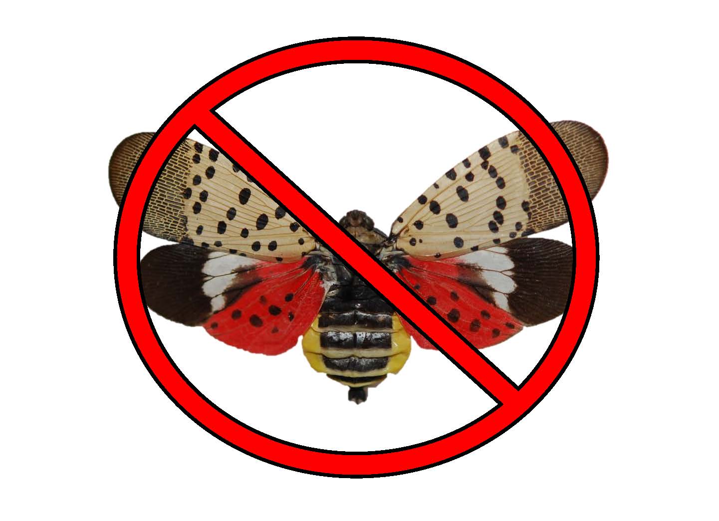 SLF with slash IMAGE