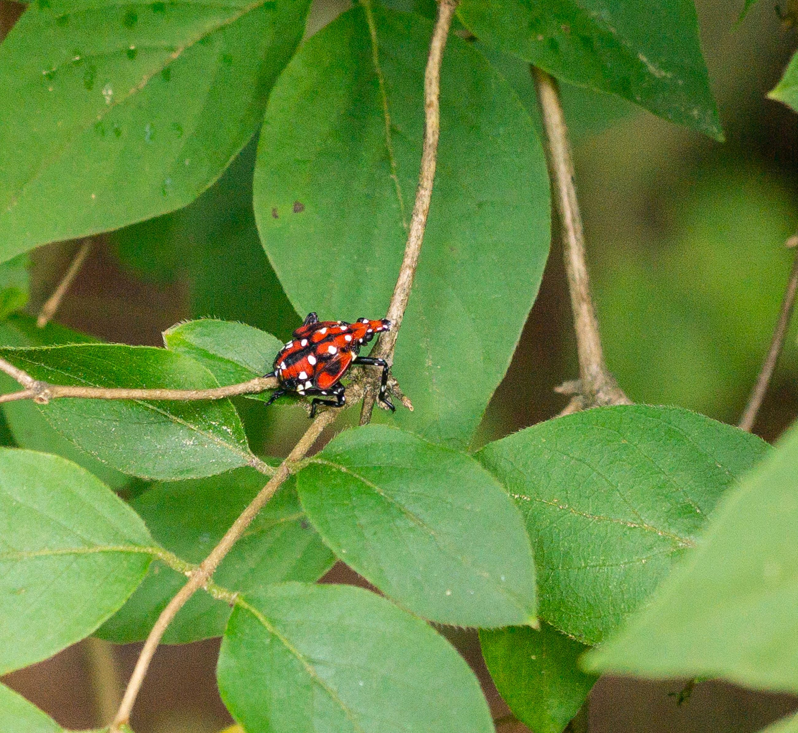Lantern-fly-nymph-on-leaf