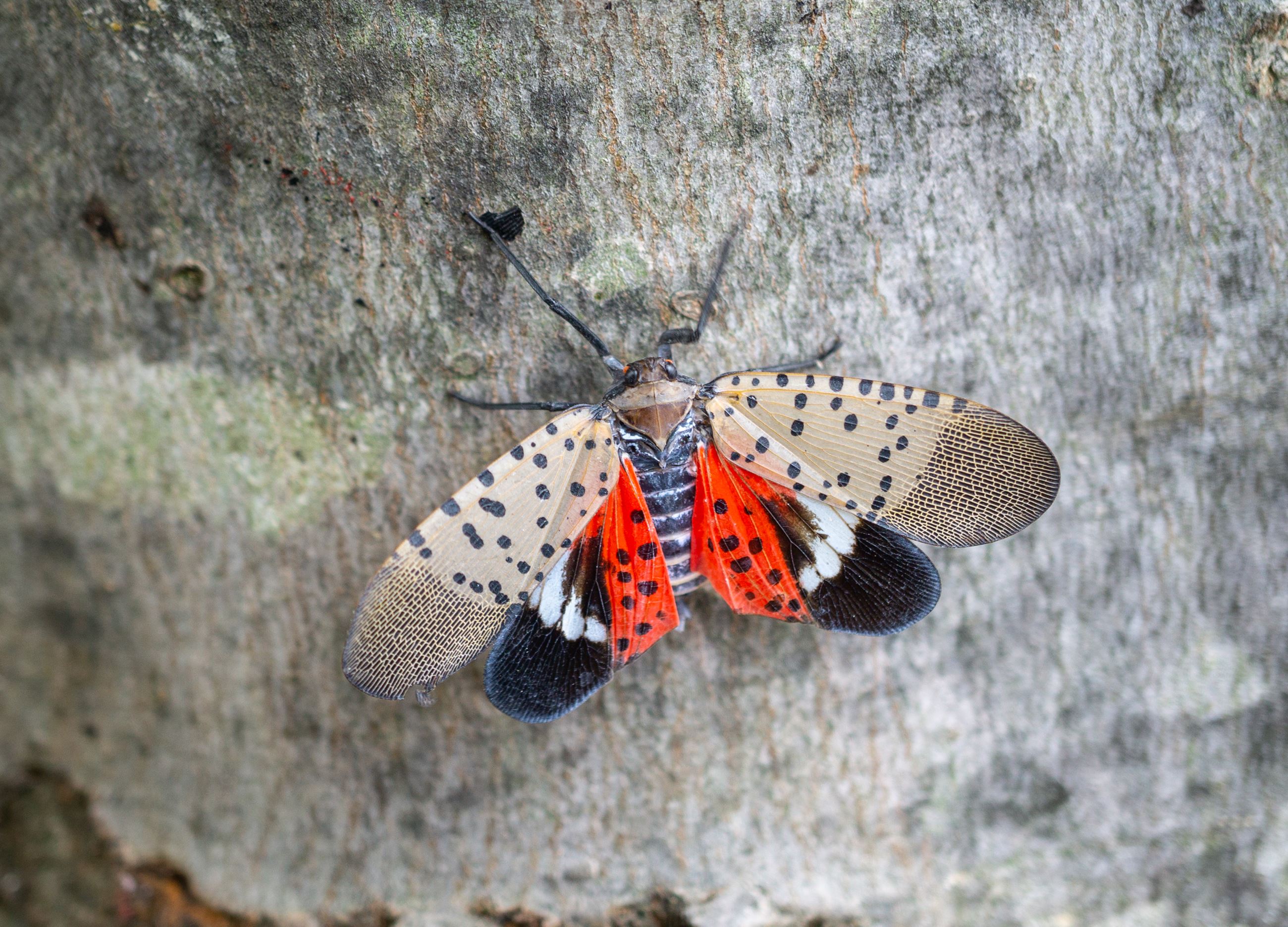 Spotted-lanternfly-on-maple-tree